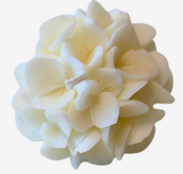 Hortensia