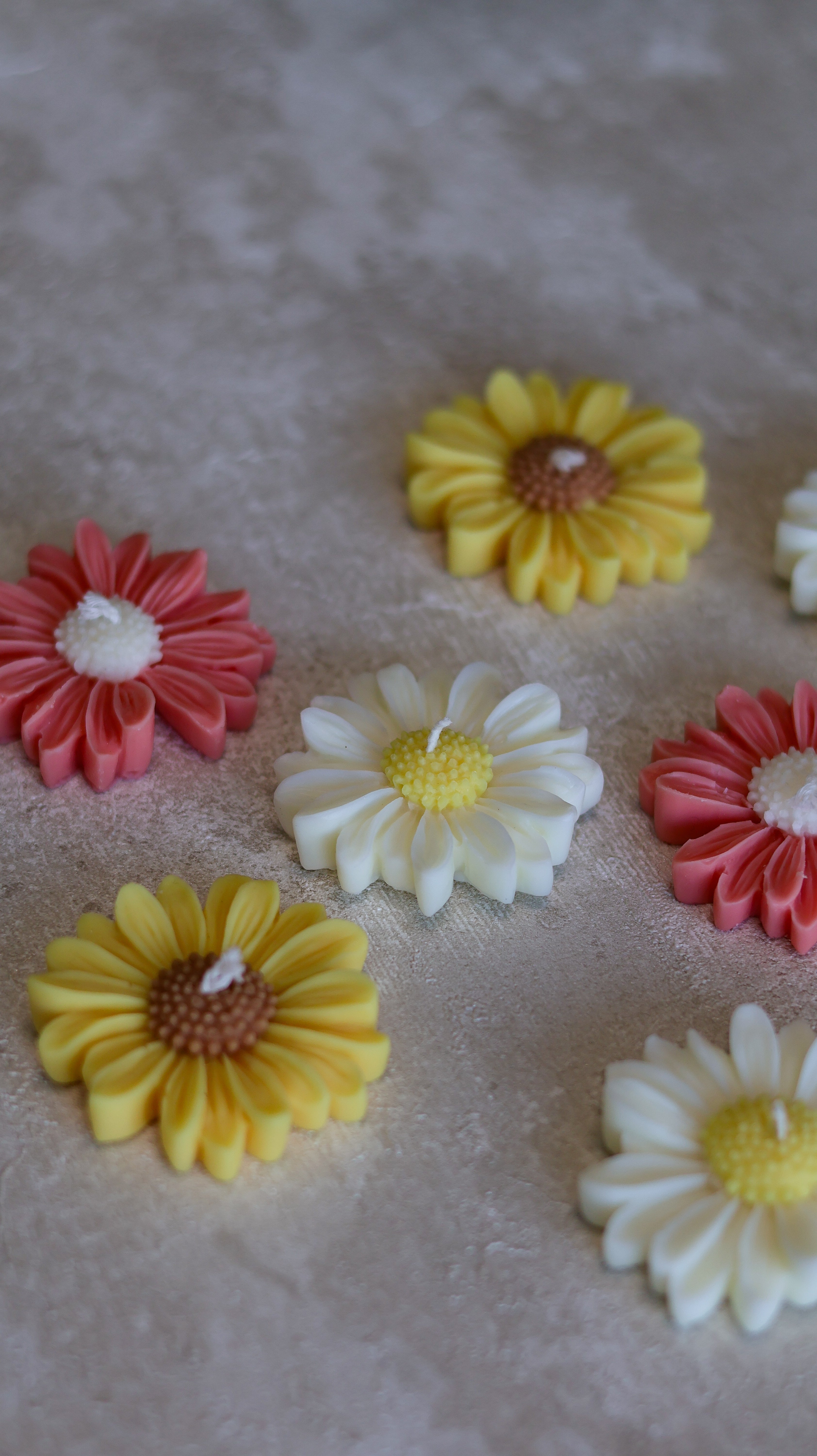 PAQUERETTE FLOTTANTE